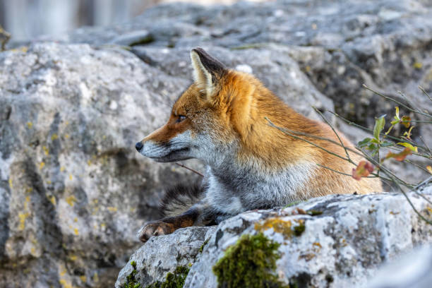 istock The winter of the red fox 1914411992