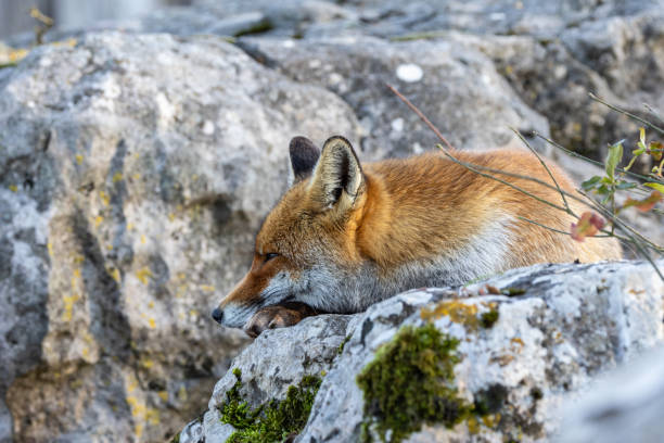 istock The winter of the red fox 1914411994
