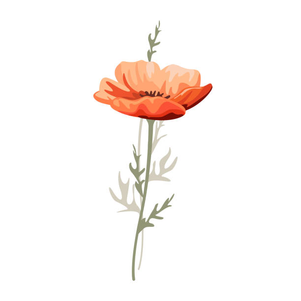 red poppy flower - stem poppy fragility flower stock illustrations