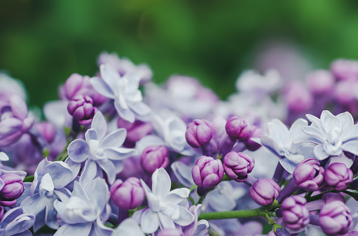 Lavender close-up