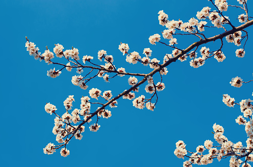Apricot tree flower against blue sky, seasonal floral nature background