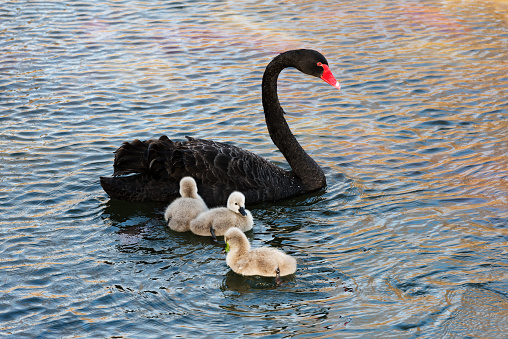 Black swans and newborn swans swimming in the lake
