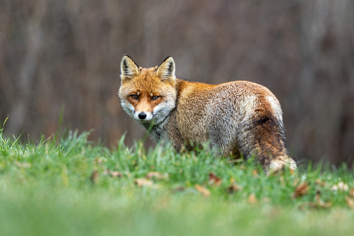 The winter of the red fox