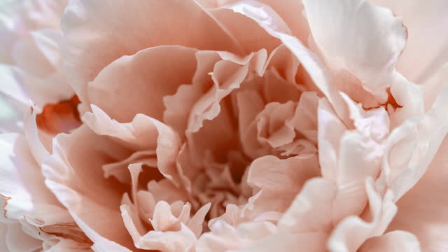Beautiful pink Peony background. Blooming peony flower open, time lapse, close-up. Wedding backdrop, easter, Valentine's Day concept. 4K UHD video timelapse. Pantone peach color