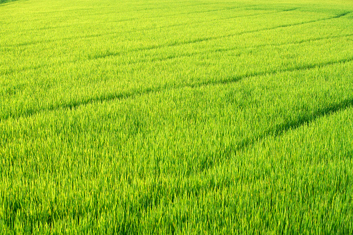 landscape of wide fresh green rice fields and beautiful lines
