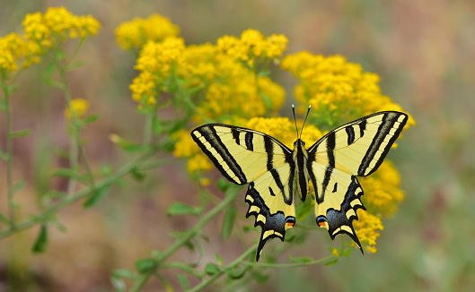 Papilio alexanor on flower