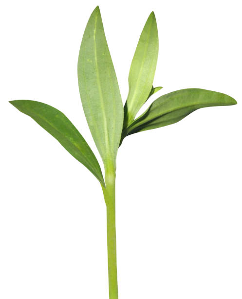 istock Saponaria officinalis, common soapwort or crow soap 1914430831