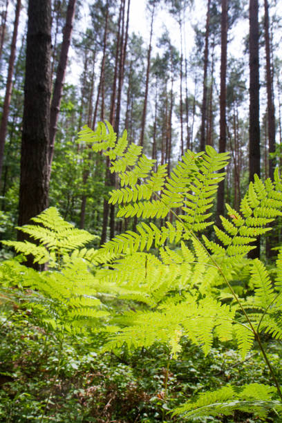 fern in a forest - tree tall poplar tree bark стоковые фото и изображения