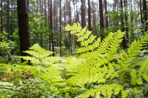 fern in a forest - tree tall poplar tree bark ストックフォトと画像