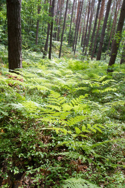 fern in a forest - tree tall poplar tree bark ストックフォトと画像