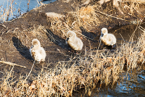 The little swan walks on the shore