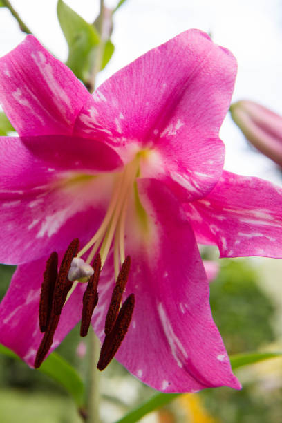 istock Pink Lily flower blooming 1914442909