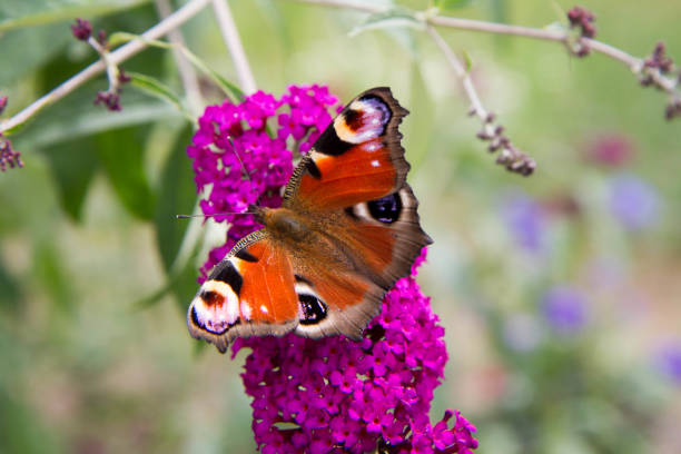 The European Peacock butterfly on buddleja davidii (summer lilac) flowers