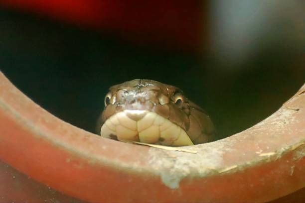 istock A King Cobra peeking from inside a clay pot 1914450744