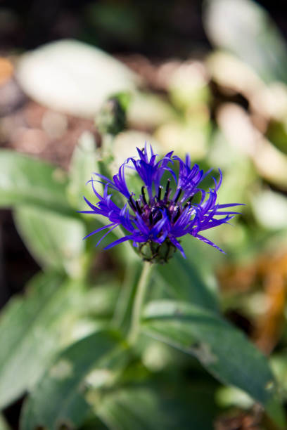 istock The cornflower blooming in a garden 1914452035
