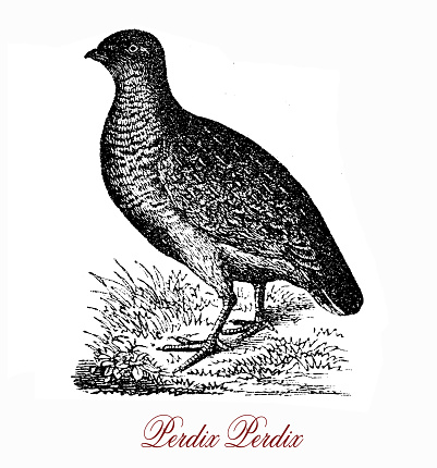Vintage engraving  of grey partridge: grey and brown gamebird listed in threatened species.It is a seed-eating bird but the young takes insects as protein supply.