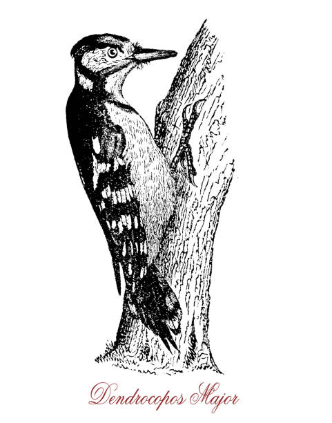 Great spotted woodpecker,  wildlife vintage engraving The great spotted woodpecker has red, white and black plumage and blows rapidly with his strong bill upon trunks or branches resembling a sort of mechanical drumming. dendrocopos major stock illustrations