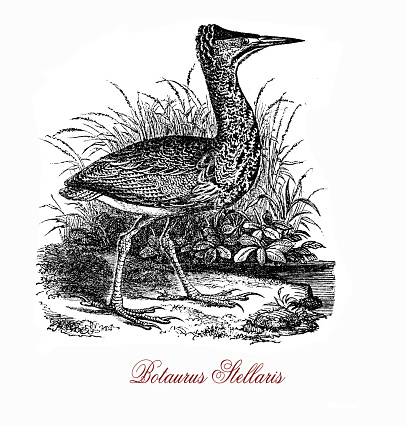 The Eurasian bittern (Botaurus stellaris) is a wading bird  breeding in parts of Europe, Asia, and Africa. It is a secretive bird seldom seen in the open as it prefers to skulk in marsh beds  and thick vegetation near waters.