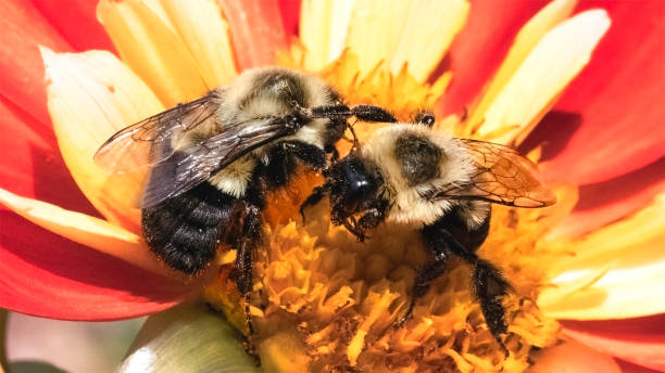 Partiful Bees 3,800+ Bees Working Together Stock Photos, Pictures & Royalty-Free ...