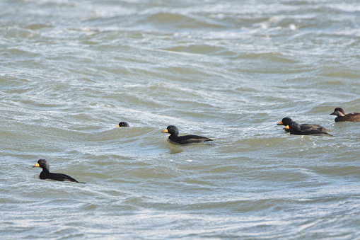 A flock of Black scoters swimming in the rough waves off the coast of Notsuke Peninsula, Hokkaido.
