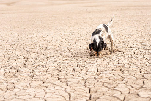 little Jack Russell Terrier dog is digging on sandy cracked ground.