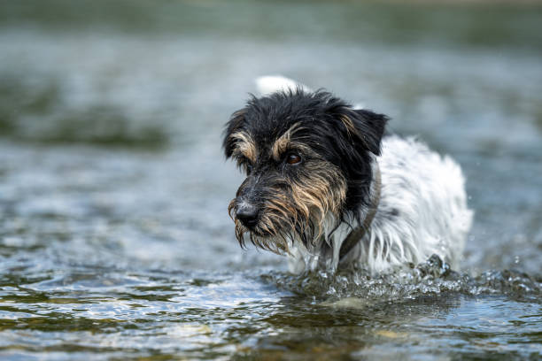 small funny jack russell terrier dog cools off with joy in water - facial expression small empty joy 뉴스 사진 이미지