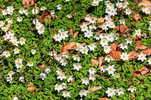Wood anemone (Anemone nemorosa), also known windflower, European thimbleweed and smell fox. Top view