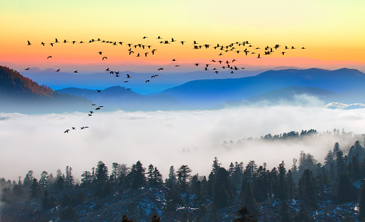 Silhouette of many (migration)birds flying over the forest - Beautiful landscape with cascade blue mountains at the morning - View of wilderness mountains during foggy weather