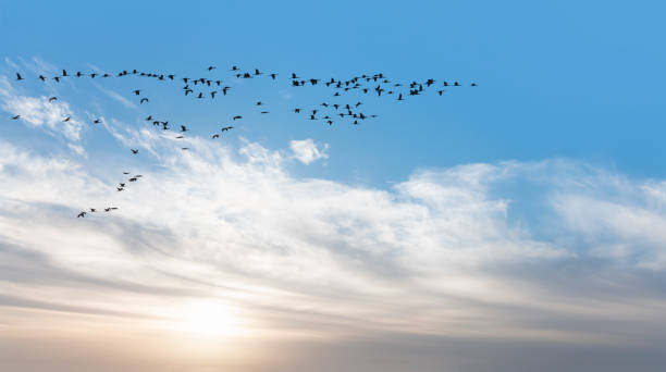 istock View of trumpeter swans flying at sunset 1914487745
