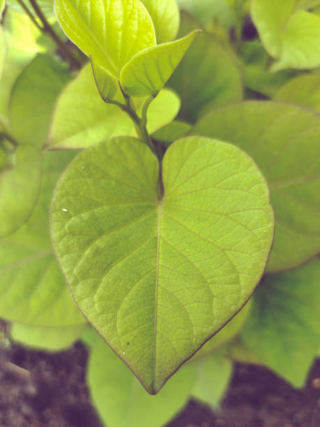 istock Sweet Potato Leaves 1914515272