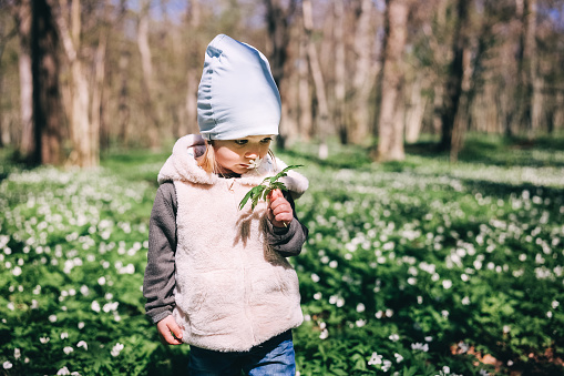 Adorable little girl smells white anemone flowers in the forest covered with flowers