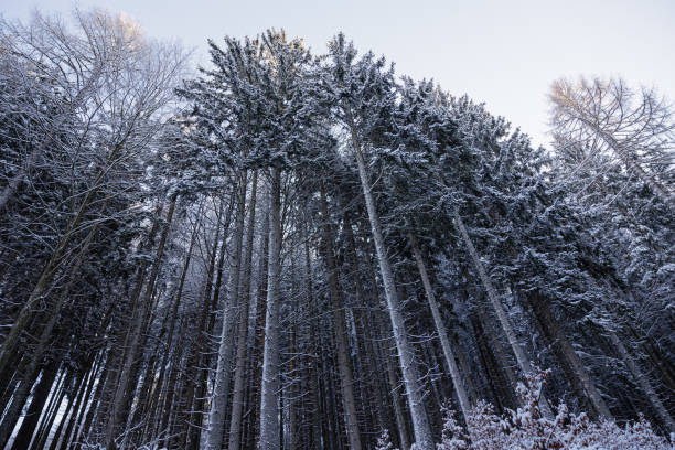 vista panorámica, mirando de abajo hacia arriba, de las viejas y altísimas coníferas de un bosque de montaña, parcialmente cubierto por hielo y nieve, bajo un cielo brumoso por la mañana, durante la temporada de invierno - abeto picea árbol de pino de corteza fotografías e imágenes de stock
