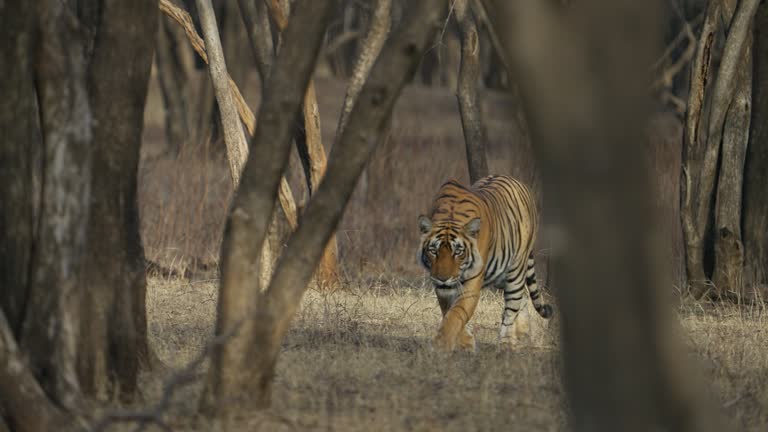 A wild Bengal tigress stalking a wild boar in a forest in India