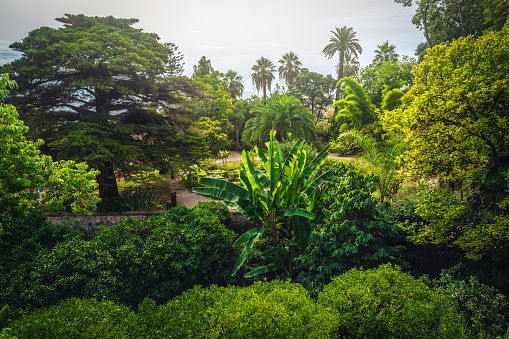 Amazing view with various ornamental green plants and palms in the botanical garden, Menton, Provence Alpes Cote d Azur, France, Europe