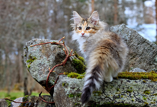 A sweet norwegian forest cat kitten standing on a stone at a garden