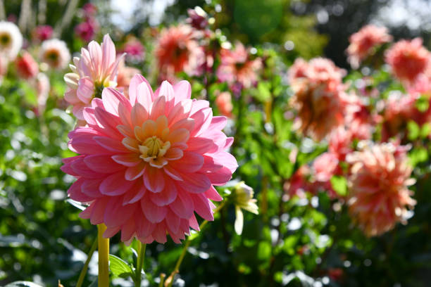 istock Dahlias in late summer 1914542998