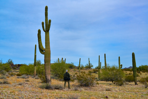 Arizona, USA - December 02, 2019: silhouette of a tourist photographing a large (Carnegiea gigantea) cactus in a natural park in Arizona