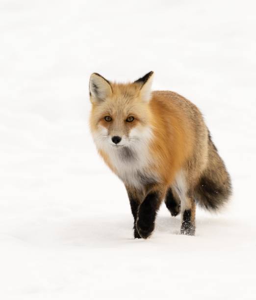 Red fox pauses in the white snow, looking at the photographer, before moving and continuing to hunt for voles.