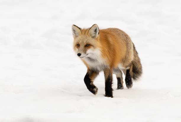 istock Red fox walks through the snow hunting. 1914547283
