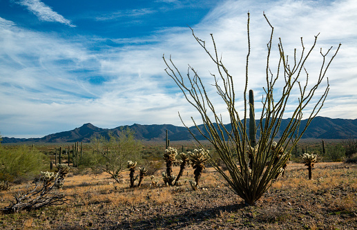 Teddy bear cholla (Cylindropuntia bigelovii) and Ocotillo plant (Fouquieria splendens) in the desert of Arizona, USA