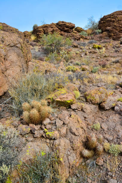 cactus de l’arizona, cactus hérisson d’engelmann (echinocereus engelmannii), états-unis - arizona prickly pear cactus hedgehog cactus cactus photos et images de collection