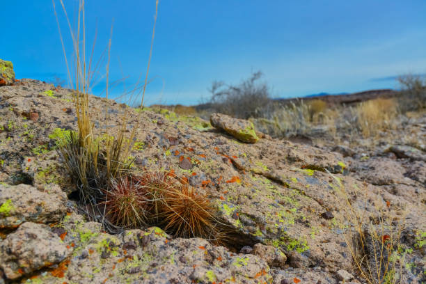 cactus de arizona, cactus erizo de engelmann (echinocereus engelmannii), ee. uu. - arizona prickly pear cactus hedgehog cactus cactus fotografías e imágenes de stock