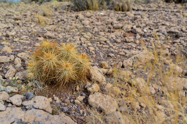cactus de arizona, cactus erizo de engelmann (echinocereus engelmannii), ee. uu. - arizona prickly pear cactus hedgehog cactus cactus fotografías e imágenes de stock