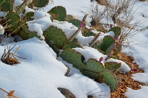 Cacti Opuntia sp. in the snow, cold winter in nature, desert plants survive frost in the snow, Arizona