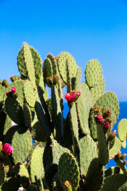 Wild cactus with flowers
