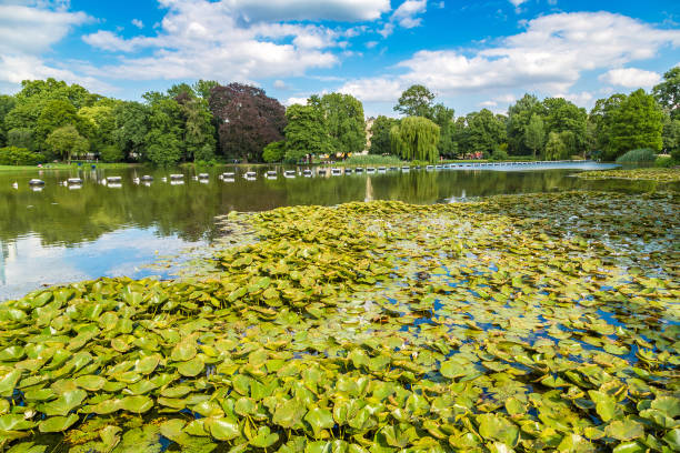 istock Water lily leaves on a lake 1914564121