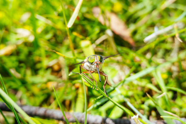 istock March Fly Insect in Australia 1914568078