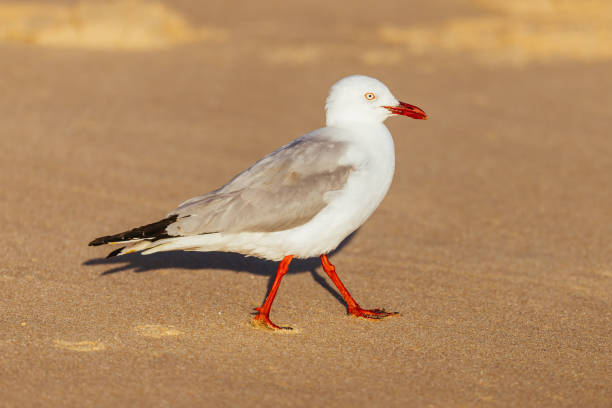 istock Seagull in Portsea Australia 1914568214