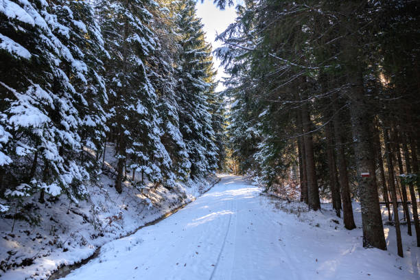 istock Panoramic view of a dirty road, passing between the high coniferous trees, in a mountain forest, completely covered by the snow, during a sunny winter afternoon 1914571172