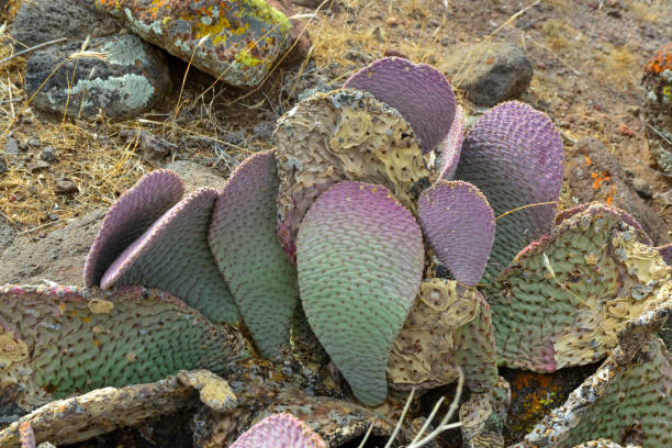 istock Golden prickly pear (Opuntia aurea, opuntia basilaris var. aurea). Arizona cacti 1914574619